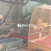 Chim Bẫy Được Tại Nhà Nuôi AVI - Cần Giao Lưu  
