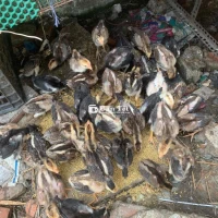 Gà nòi 1 tháng tuổi - 50k/con, ăn khỏe, thả vườn thoải mái