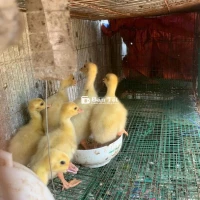 Ngỗng Trắng Thiên Nga Ngỗng 20 Ngày Tuổi Ấp Nở Bằng Mẹ, Khôn, Ăn Khỏe  