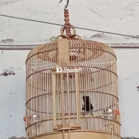 Cả bộ chòe 1 năm hót lai rai lông mướt đẹp 700k