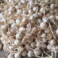 Tỏi lý sơn chính gốc nhà trồng