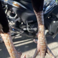 que chân trắng cựa lem đen