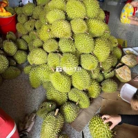 Sầu riêng nhà vườn