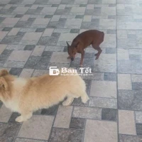 Cần bán mấy chú như trong hình