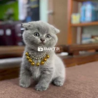 mèo nhà đẻ cần ba mẹ yêu thương