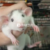 Rat dumbo