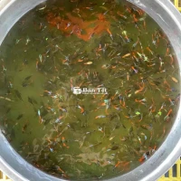 7 Màu Size Tơ Đẹp, Chỉ Hơn 1k!