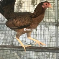 cần chia lại e mái siu mỹ đổ ra con rất hay