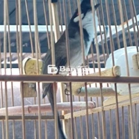 Trà Mi 2 Mùa - Chim Cà Phê Mùa 2 Gốc Trà Mi Giọng Hay  