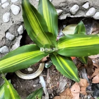 Bán cây phát tài Thiết mộc lan