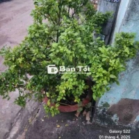 Thanh lý cây cảnh mini giá tốt