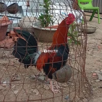 Điều Mỹ 1,2kg - Điều Mỹ tơ 1,2kg mới úp bội, giá mềm cho anh em!  