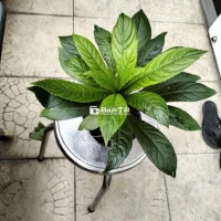 Bán cây sương sông giống