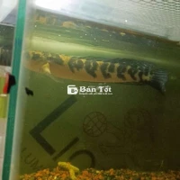 Cặp Yellow Size 22 và 25 - Cần Bán Gấp  