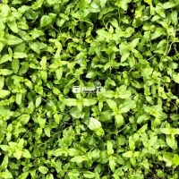 Húng lùi Hà Nội giống