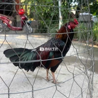 3E Gà Chưa Cự - Chuối 2k4, 2 Con Xanh 2k3, 3 Con 1TR Như Gà Thịt  