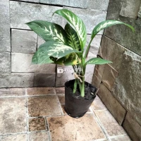 Bán cây Vạn niên thanh