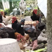 Gà Đông Tảo Ế Đây - Gà Đông Tảo Thả Vườn  