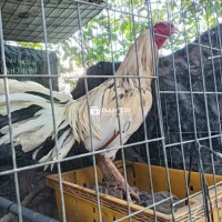 Nọc Thái Mỹ 3K9 - Đổi Nọc Thanh Lý  