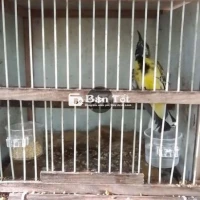 Cần Bán/Giao Lưu 5m Chuyền Cám Hạt - Chim Cảnh Đẹp, Khỏe Mạnh  