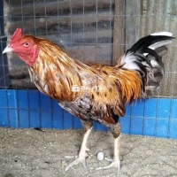 Xám cứu 3 k300
