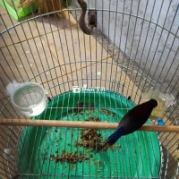 Hút mật Đà Lạt Bụng Trắng Cám