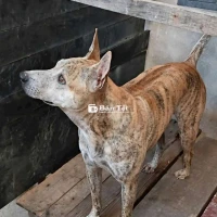 Bán Chó Phú Quốc Thuần Chủng Đực 11 Tháng Tuổi  