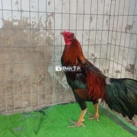 Ga Nồi Bến Tre Xanh 3.1kg