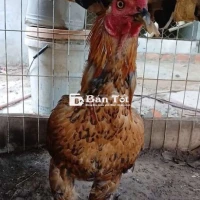 3kg tơ