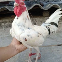 Siêu khuyến mải 30/04 bổn đá cựa trạng 1,4kg