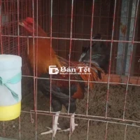 Gà nòi Mỹ tơ