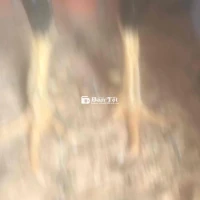 tía 3 .1 kí đúc hoặc đá ok