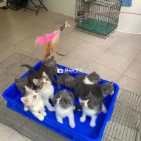 MÈO CẢNH MÈO ANH Tìm chủ cho các con, ăn uống khỏe, đi vệ sinh đúng chỗ  