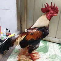 Chuối 1k9 tay khủng nồi đẻn