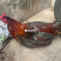 bán gà thịt 3k4
