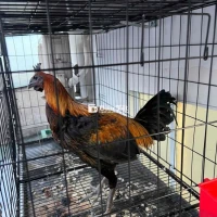 Peru Tơ 2kg4 - Gà Khỏe, Đẹp, Không Tật Lỗi  