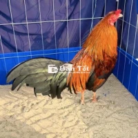 XANH TƠ ZIN LÔNG MỚI TAY TỐT - GIÁ HẤP DẪN  