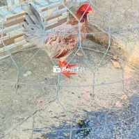 Gà Giáp Cuban Trị Bệnh Nhức Đầu 1k3 - Yếu Trạng, AE Cần IB  