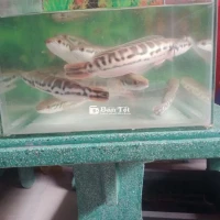 Lóc bông thái size từ 25cm đến 35cm