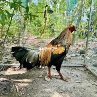 Ô chuối nghệ 2kg7 tay 1 cục mau lẹ giỏi
