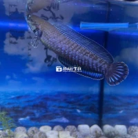 Cần chia 1 em Andrao như hình  