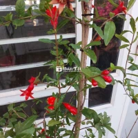 Lựu Ấn Độ đang nhiều hoa trái cao 1m5