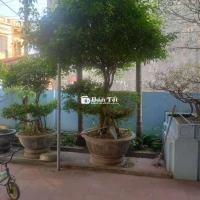 Có ít cây cảnh không chăm được bán rẻ  