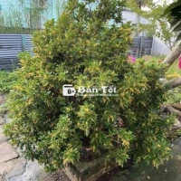 cần bán 01 số cây kiểng