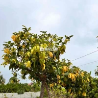 Cây dẻ thơm cao 2m trở lên
