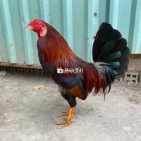 gà điều đỏ sil mỹ mùa 1kg380 vip chơi lễ