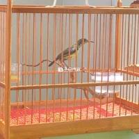 bộ 7màu chuyền hót siêng