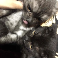 có hai bé mèo anh long ngắn tìm chủ ạ