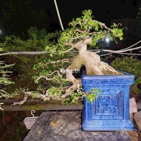 Cây sanh nam điền đổ cao 70cm