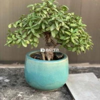 bông trang đỏ bonsai
